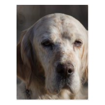 Cute English Setter Postcard