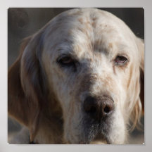 Cute English Setter Poster Print