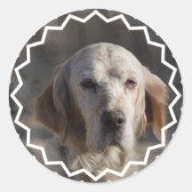 Cute English Setter Sticker