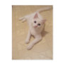 Cute Expression Kitty Postcard