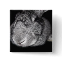 Cute Flemish Giant Nose Close-Up Button
