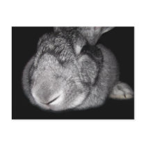 Cute Flemish Giant Some Bunny Loves You! Postcard