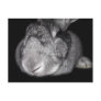 Cute Flemish Giant Some Bunny Loves You! Postcard