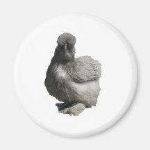 Cute Fluffy Blue Silkie Chicken Refrigerator Magnet