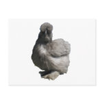 Cute Fluffy Blue Silkie Chicken Post Card