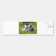 Cute fluffy paradise duckling bumper stickers