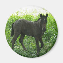 Cute Foal Magnet