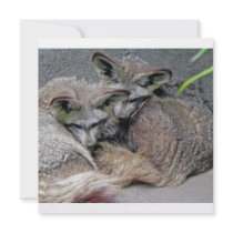 Cute Fox Couple Sleeping Photo