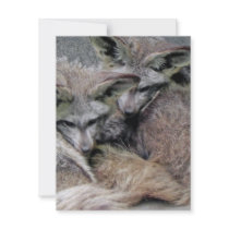 Cute Fox Couple Sleeping Photo