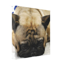 Cute French Bulldog Canvas Print