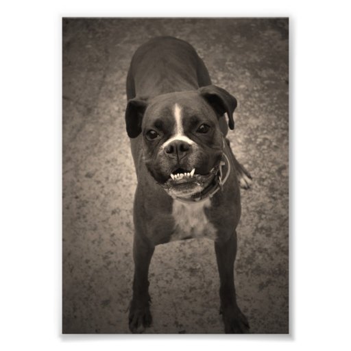 Cute Funny Boxer Dog Photo Print