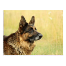 Cute German Shepherd  Postcard