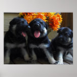 Cute German Shepherd Puppies posters