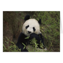 Cute Giant Panda Greeting Card