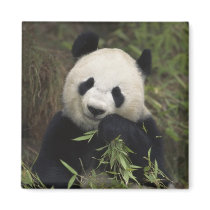 Cute Giant Panda Refrigerator Magnets