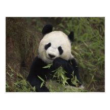 Cute Giant Panda Post Card