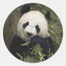 Cute Giant Panda Round Sticker