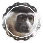 Cute Gibbon Stickers