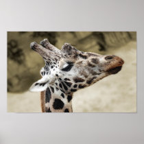 Cute Giraffe Head And Shoulders Poster