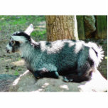 Cute Goat Kid Acrylic Cut Out