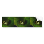 Cute Green Candid Frog Hiding In The Leaves bumper stickers