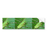 Cute Green Candid Frog On The Leaf Of Palm bumper stickers