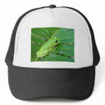 Cute Green Candid Frog On The Leaf Of Palm hats
