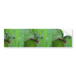 Cute Green Candid Frog On The Leave bumper stickers