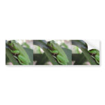 Cute Green Candid Frog On The Leave bumper stickers