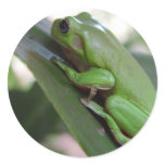 Cute Green Candid Frog On The Leave stickers
