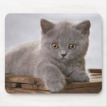cute grey kitten mousepad