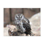 Cute Grey Owl postcards