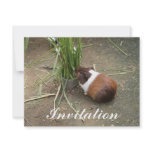 Cute Guinea Pig Personalized Invitation