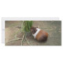 Cute Guinea Pig Rack Card