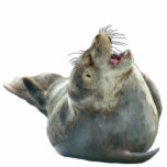 CUTE HARBOR SEAL (sculpted) Wildlife Art Magnet photo sculptures