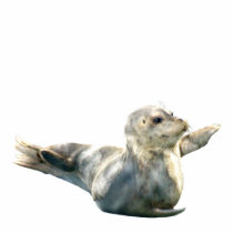 Cute Harbour Seal Wildlife Sculpted Gift