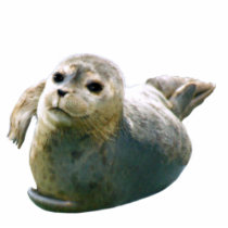Cute Harbour Seal Wildlife Sculpted Gift