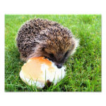 CUTE HEDGEHOG PHOTO ART