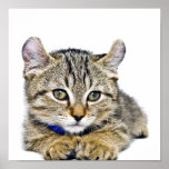 Cute Highland Lynx Kitten Resting Posters