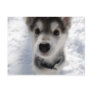 Cute husky puppy colour photograph postcard