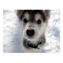 Cute husky puppy colour photograph postcard