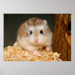 Cute Ickle Poster