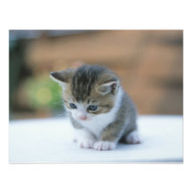 Cute Kitten Custom Announcements