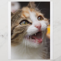 Cute Kitten Custom Flyer