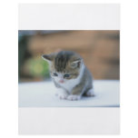 Cute Kitten Flyers