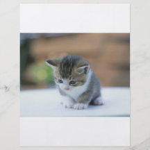 Cute Kitten Flyers
