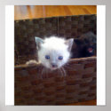 Cute Kitten In Basket posters