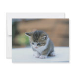 Cute Kitten invitations