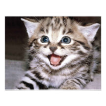 Cute Kitten Invitation