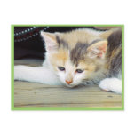 Cute Kitten Laying On Floor With Sad Face postcards